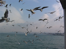 Фото новости